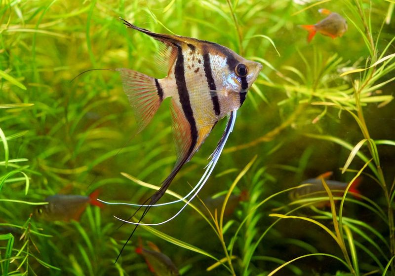 Angelfish