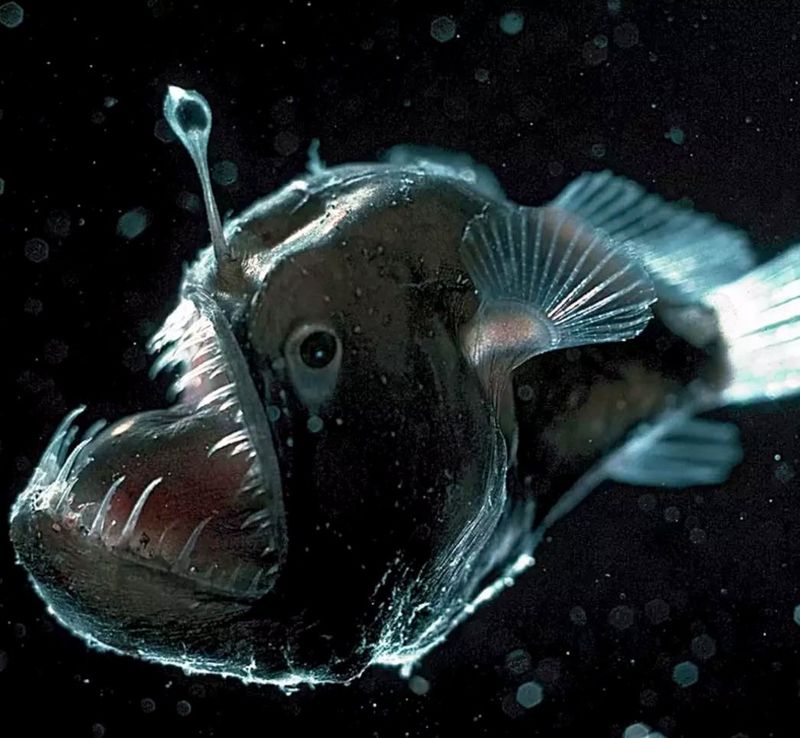 Anglerfish