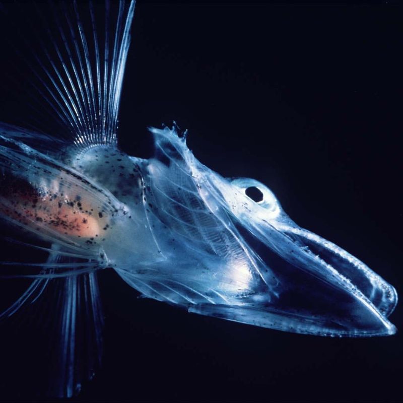 Antarctic Icefish