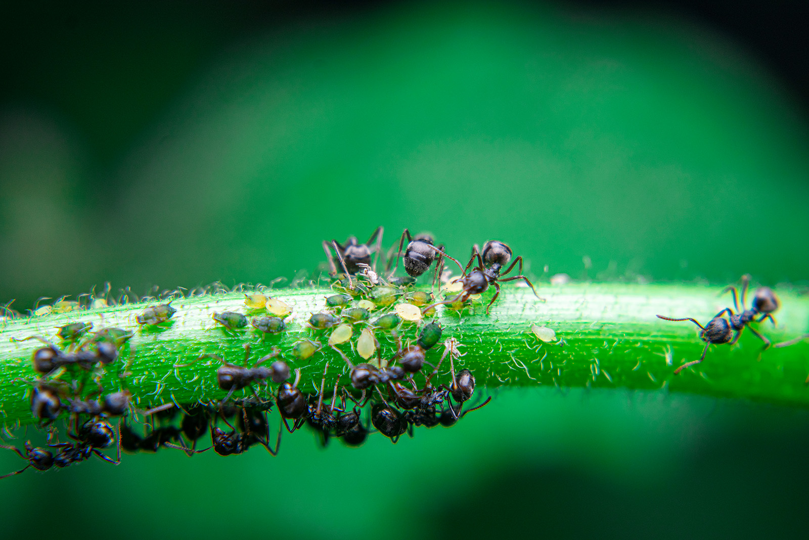 Ants on a plant