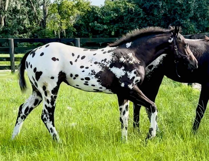 Appaloosa