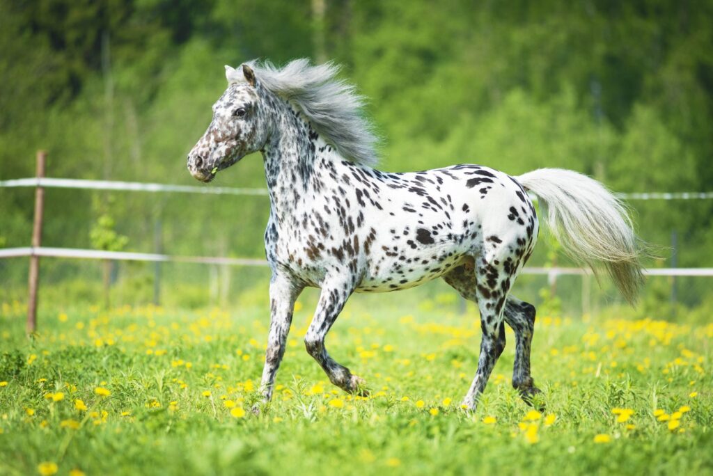 Appaloosa