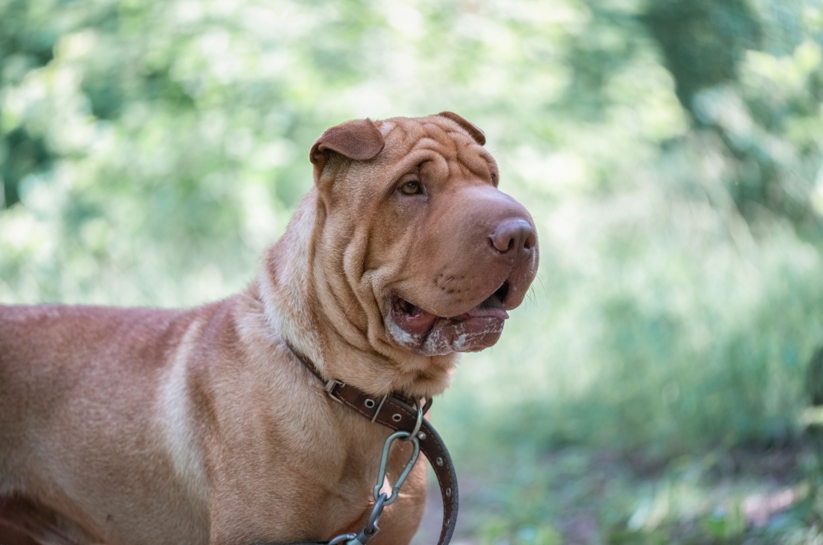 Apricot Dilute Shar-Pei