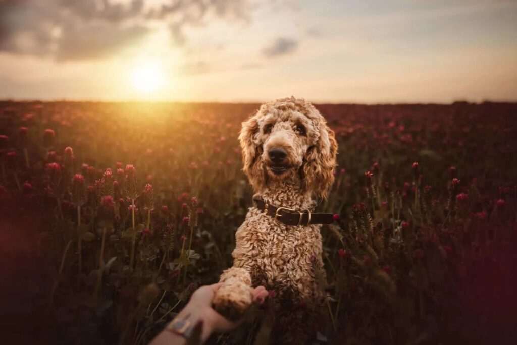 Apricot Poodle