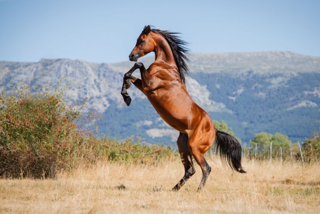 Arabian Horse 