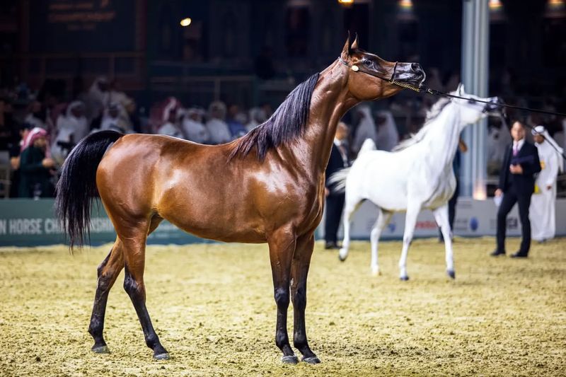 Arabian Horse