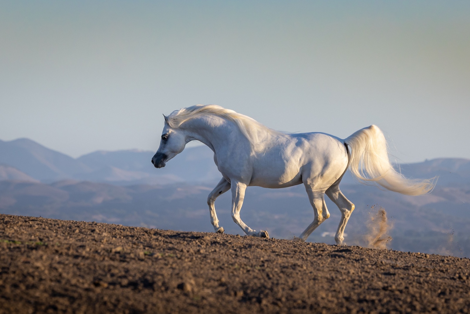 Arabian Horse