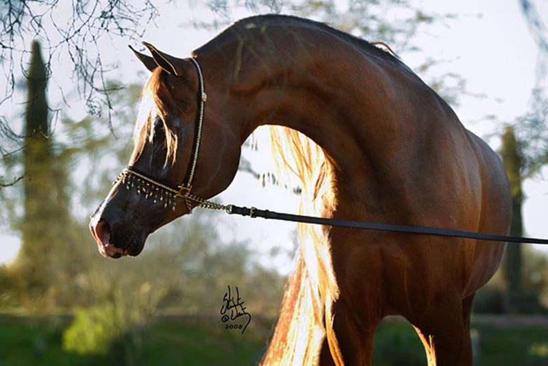 Arabian Horse