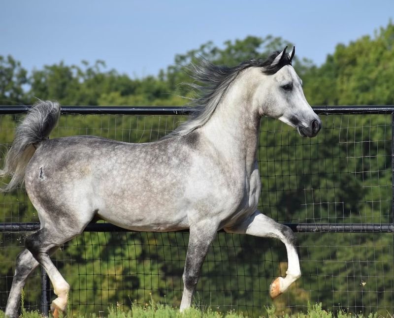 Arabian Horse