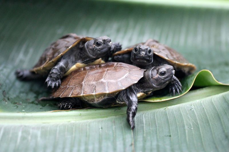 Arakan Forest Turtle