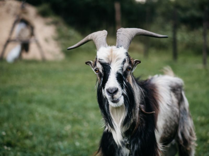 Arapawa Goat