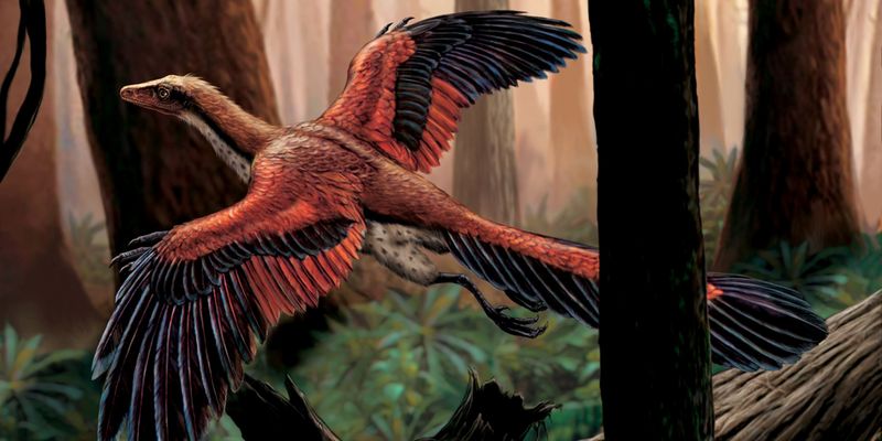 Archaeopteryx