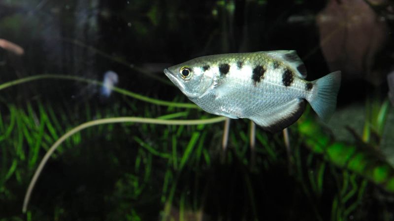 Archerfish