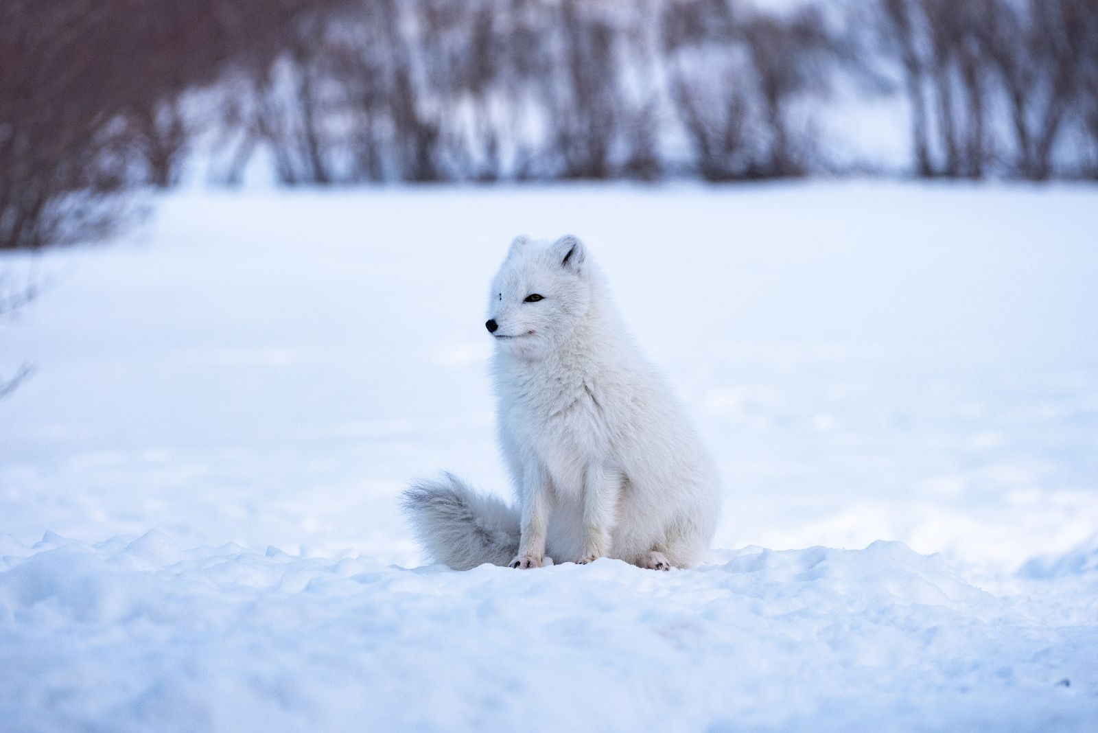 Arctic Fox