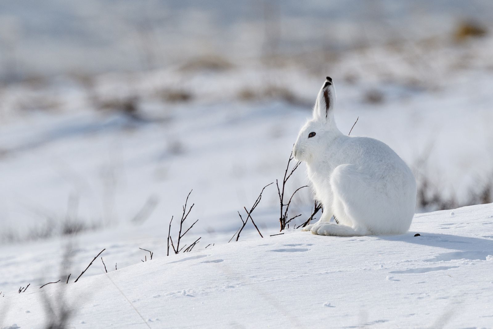 Arctic Hare