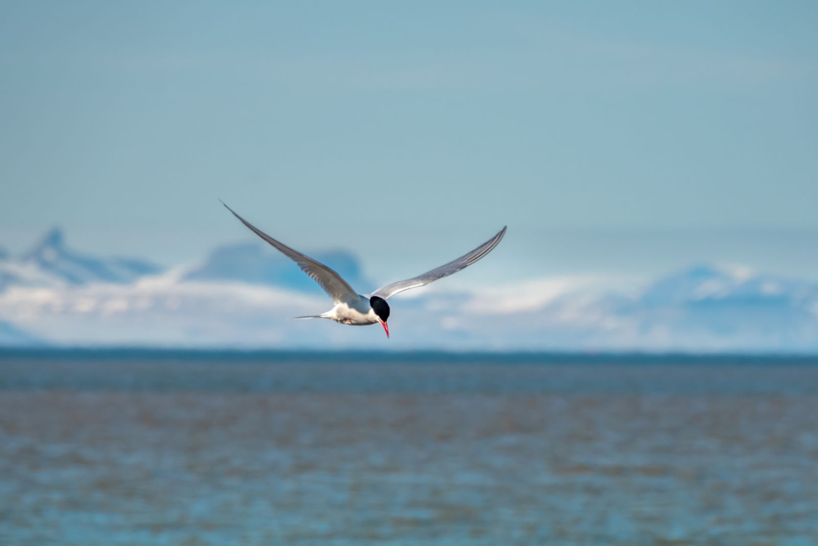 Arctic Tern