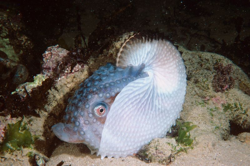 Argonaut Octopus