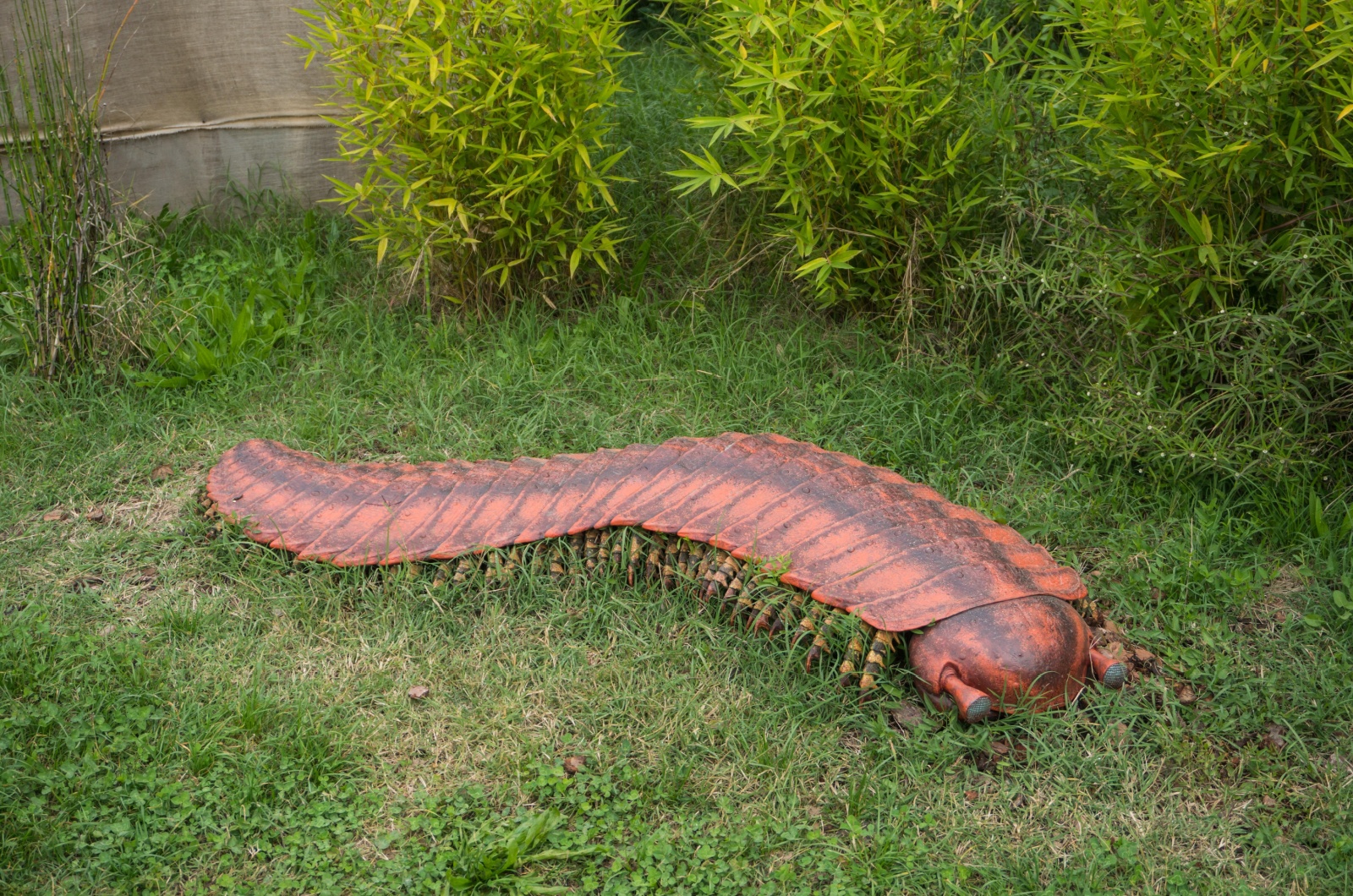 Arthropleura