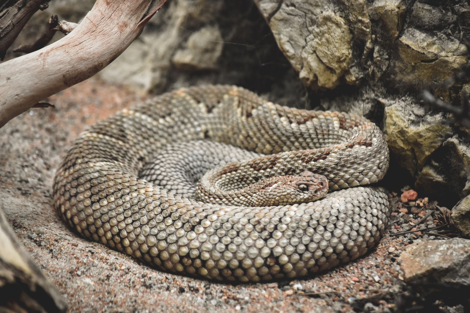 Aruban Rattlesnake