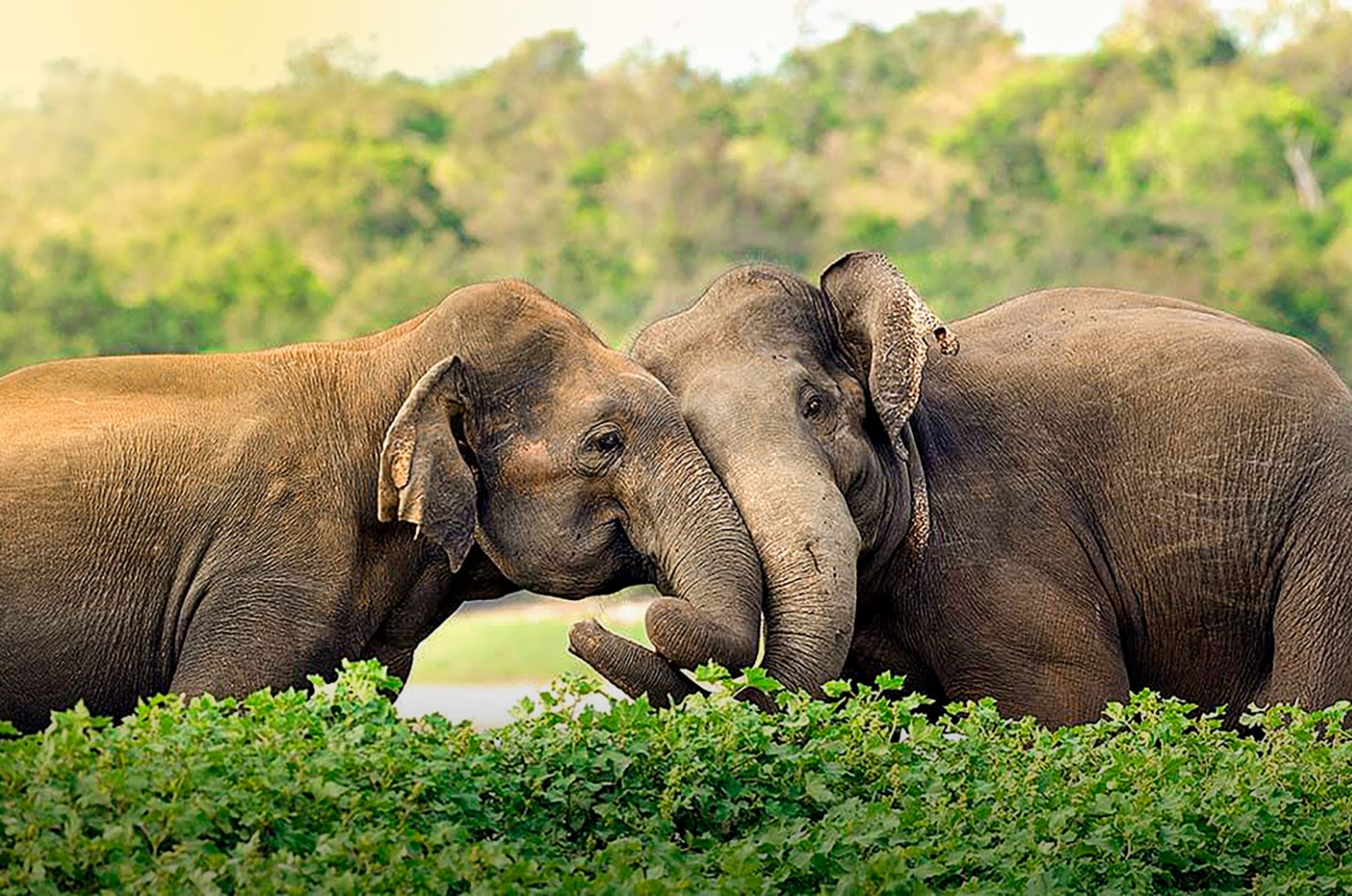 Asian Elephant