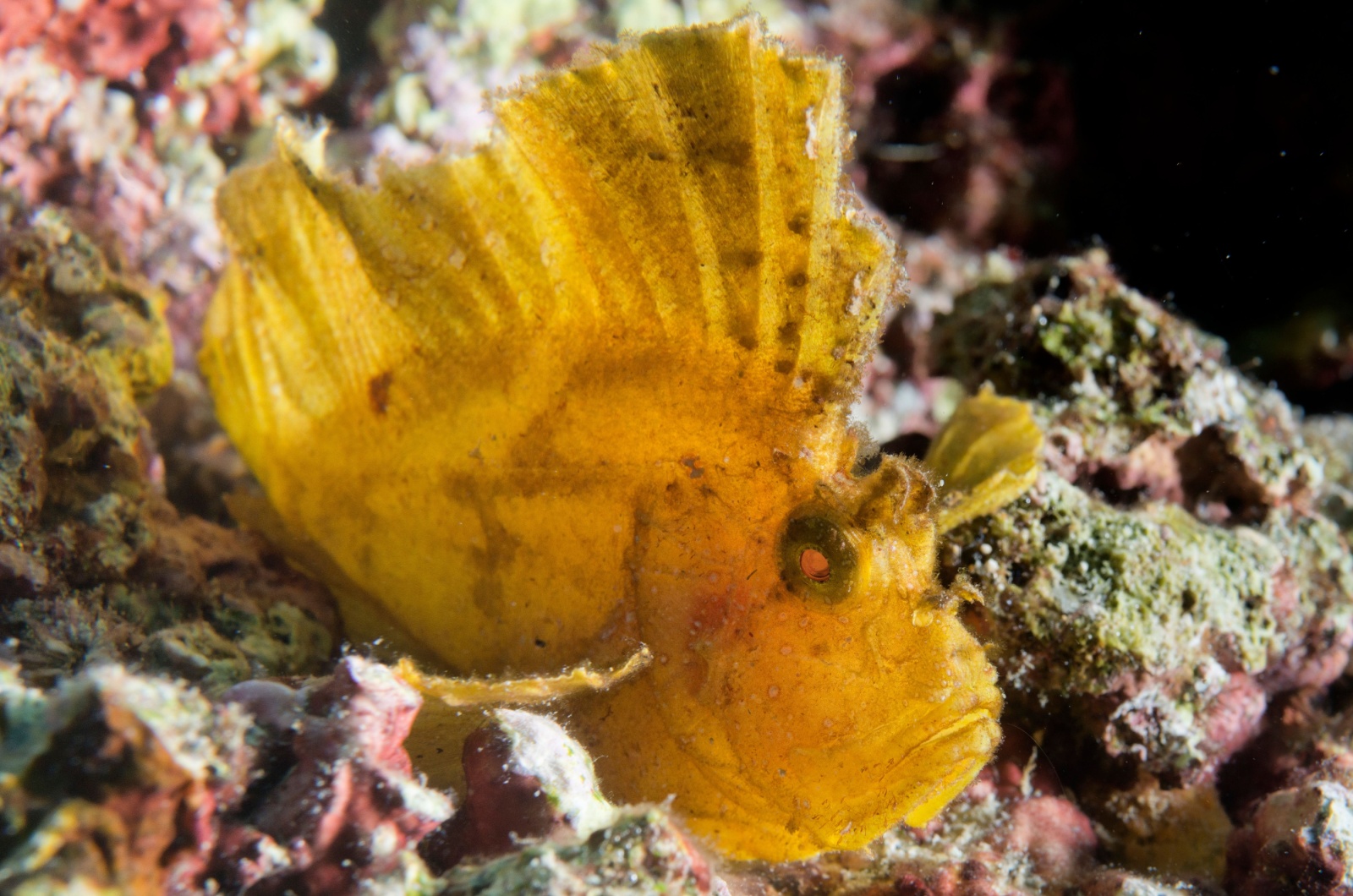 Asian Leaf Fish