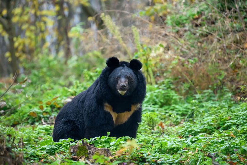 Asiatic Black Bear