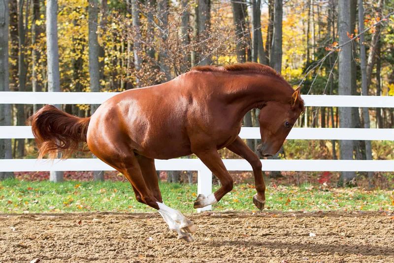 Assess Horse Temperament