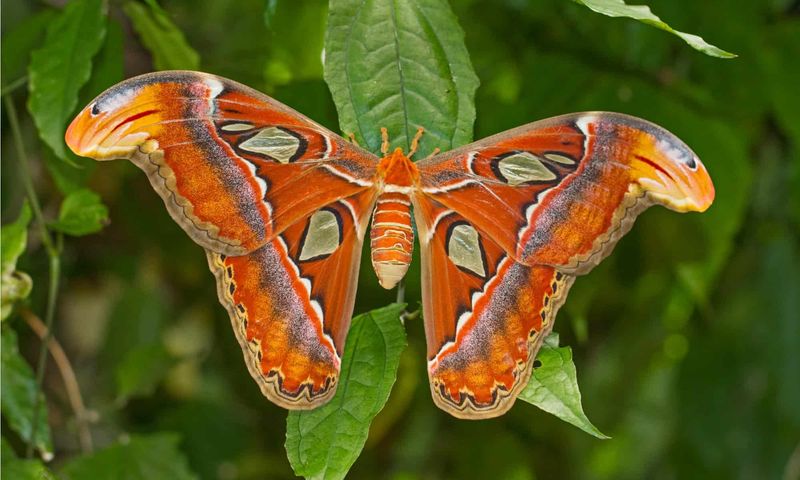 Atlas Moth