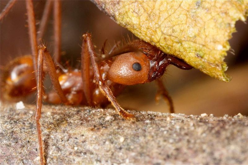 Attine Ants