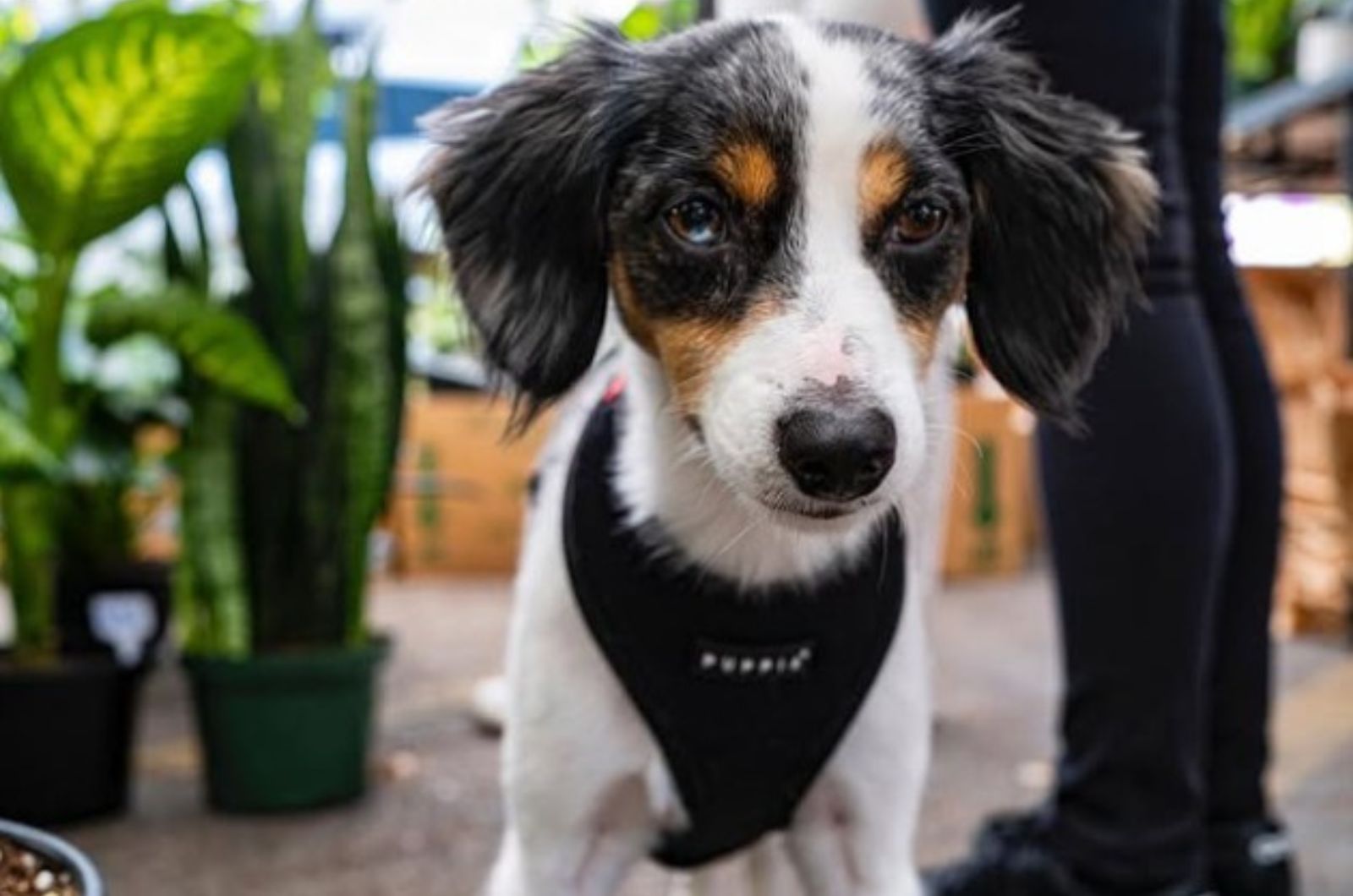 26 Dachshund Mix Breeds That Are Impossible Not To Fall In Love With