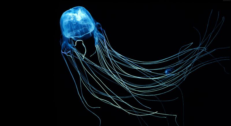 Australian Box Jellyfish