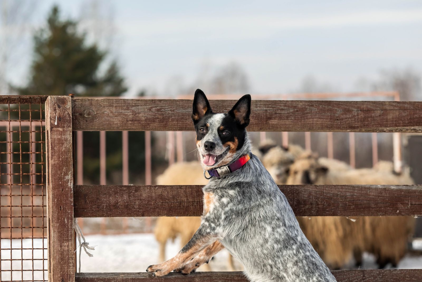 Australian Cattle Dog