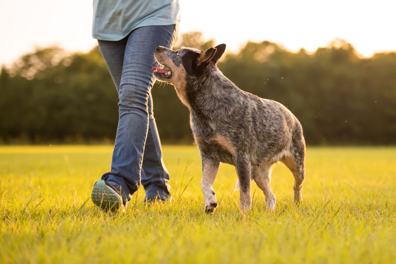 Australian Cattle Dog and owner