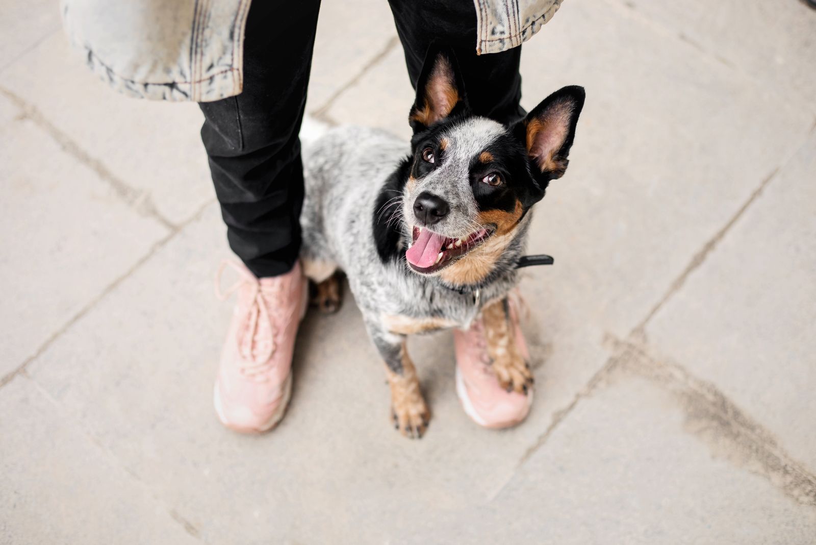 Australian Cattle Dog and woman