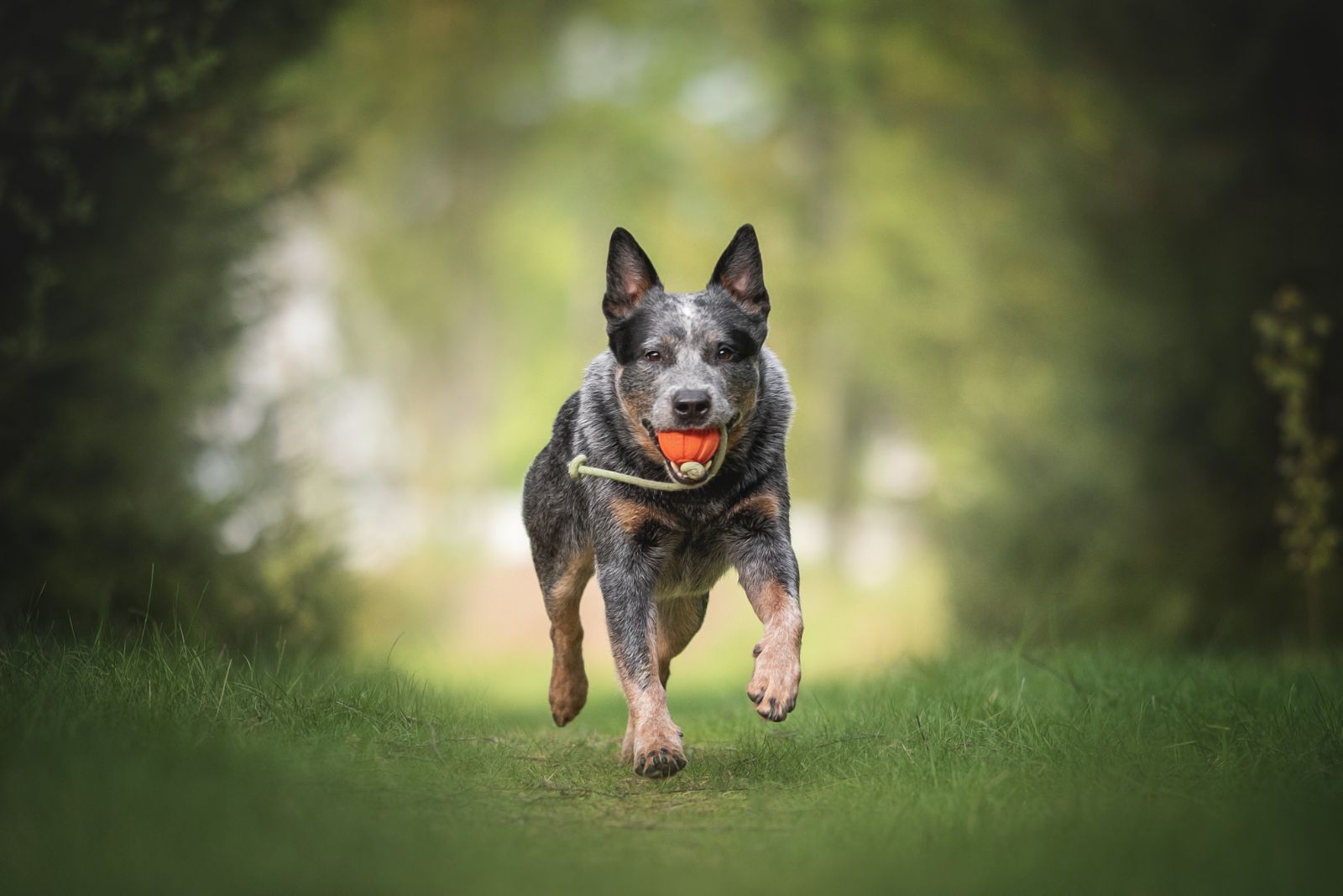 Australian Cattle Dog holding a toy