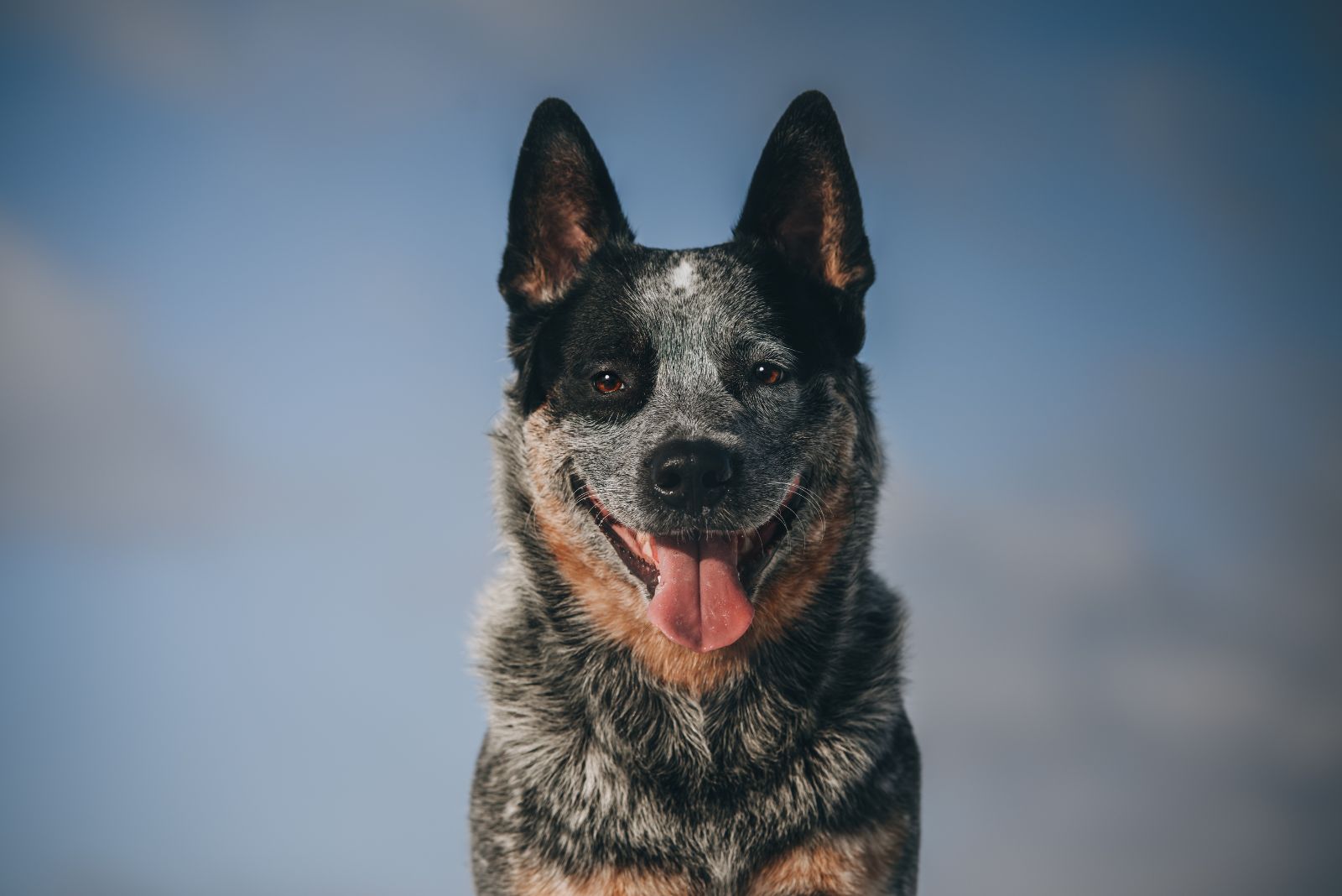 Australian Cattle Dog posing for picture