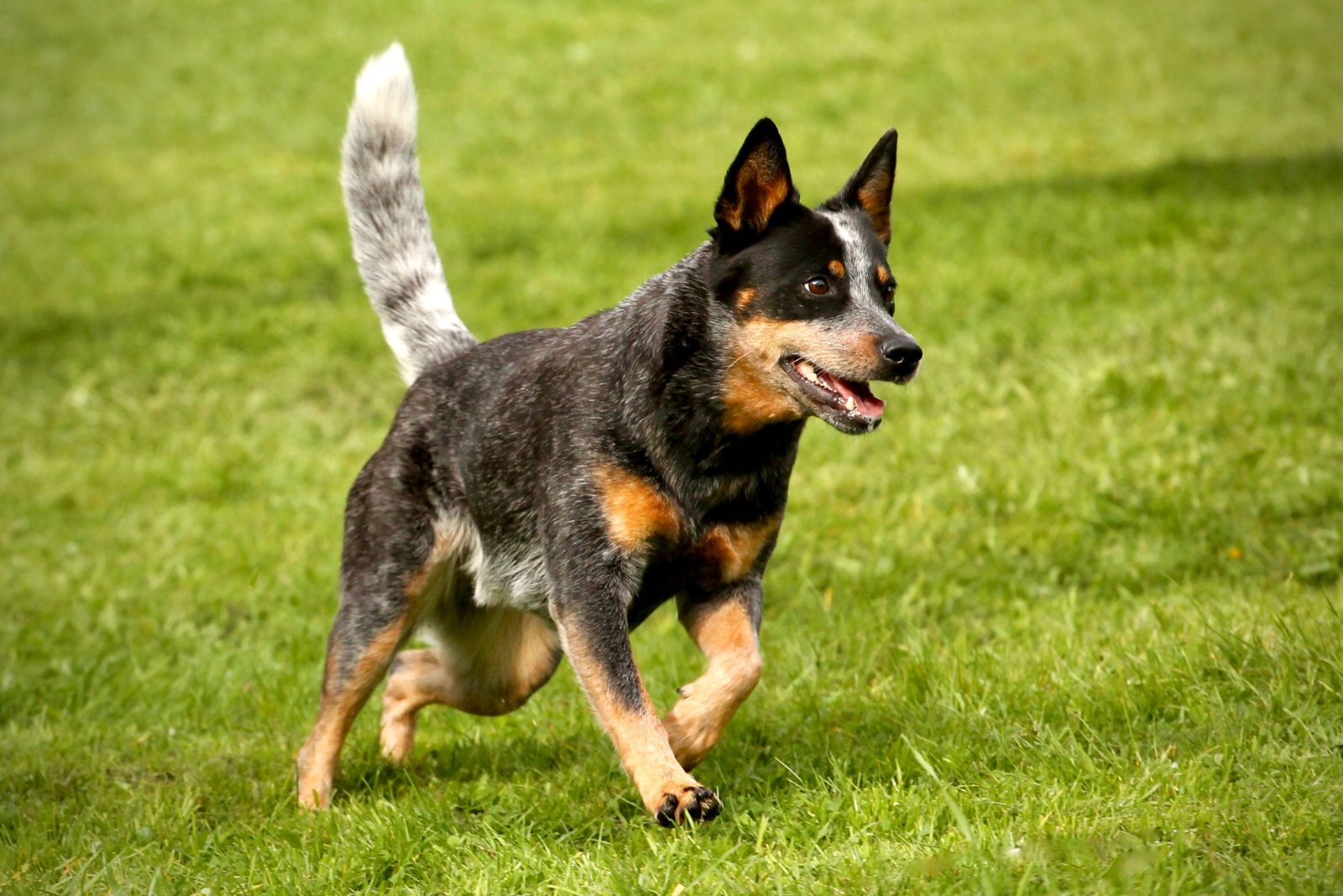 Australian Cattle Dog running