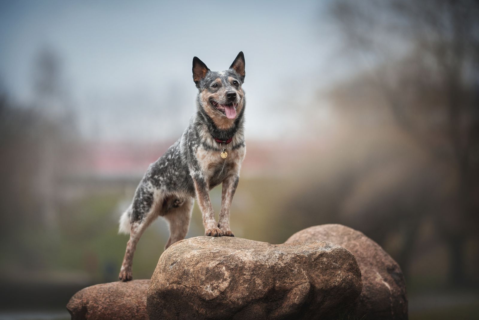 Australian Cattle Dog standing on a rock