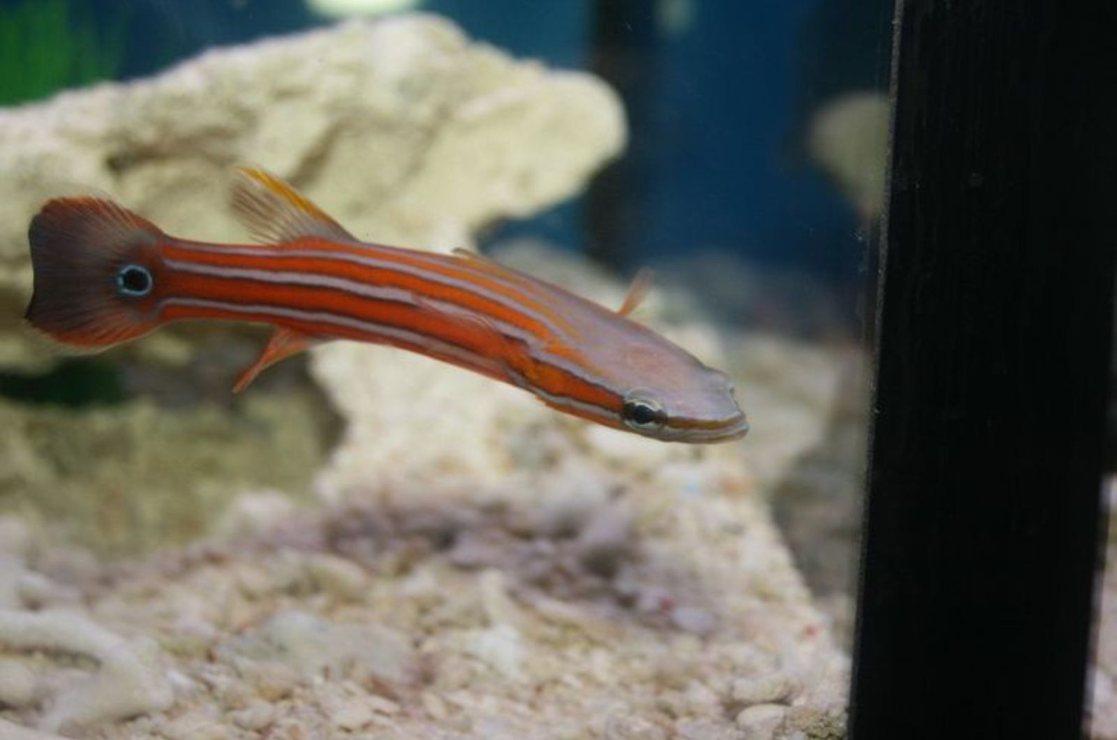 Australian Flathead Perch