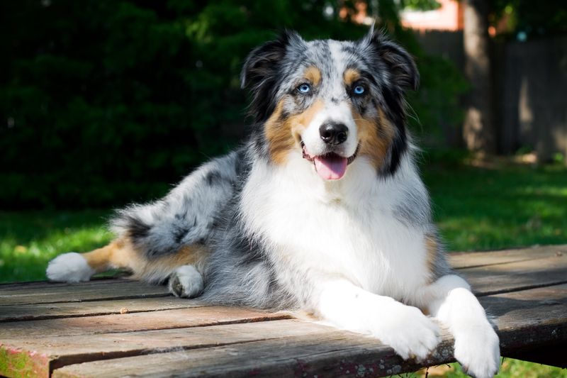 Australian Shepherd