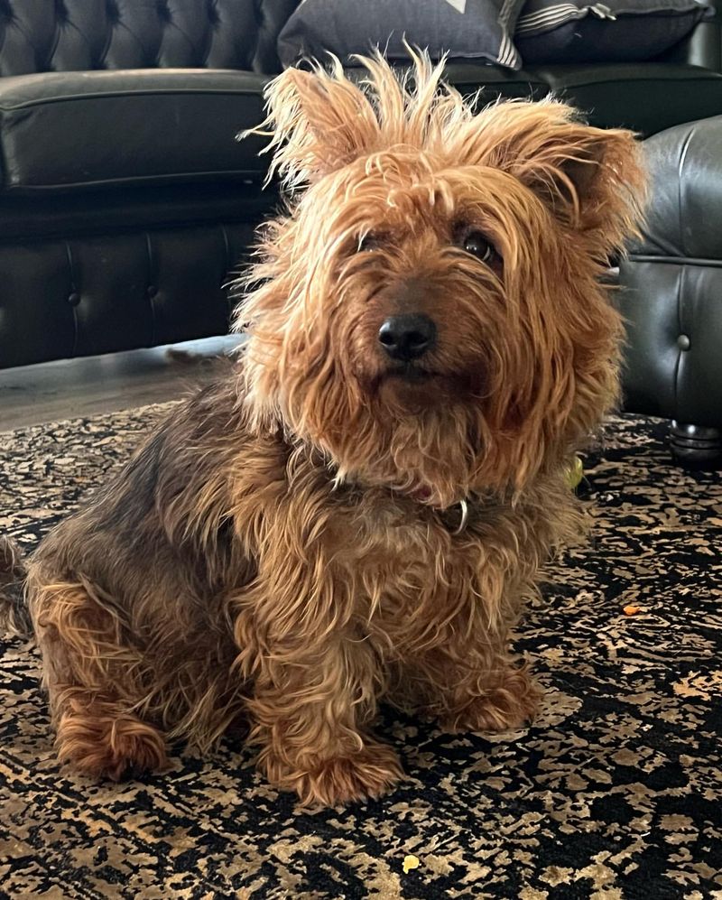 Australian Terrier