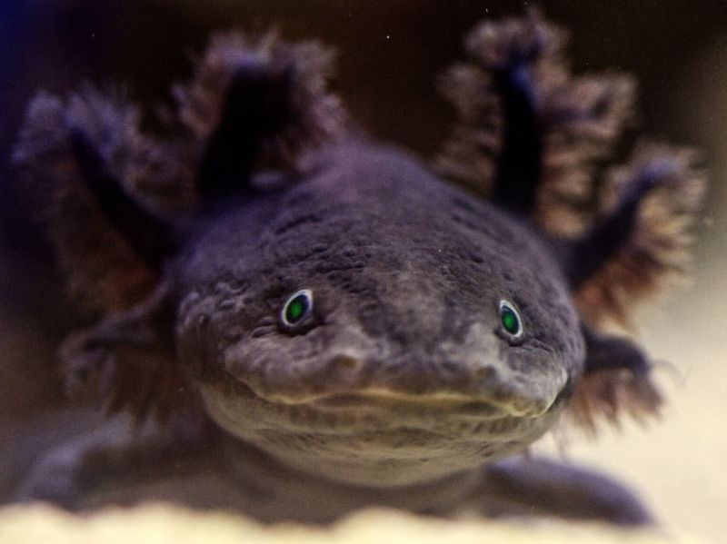 Axolotl