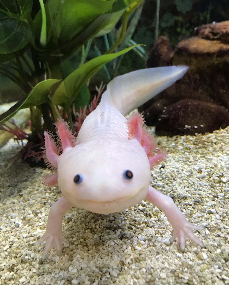 Axolotl