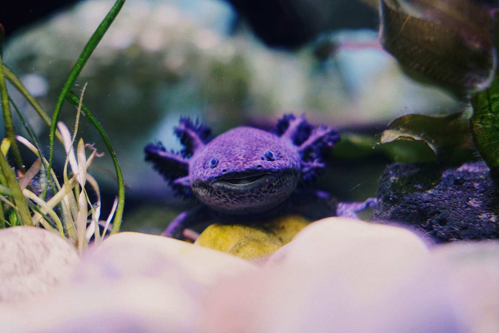 Axolotl