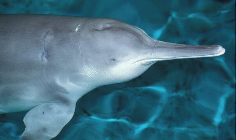 Baiji Dolphin