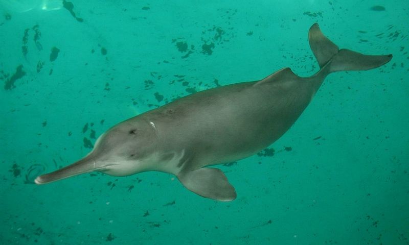 Baiji River Dolphin