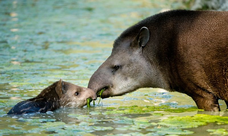 Baird's Tapir