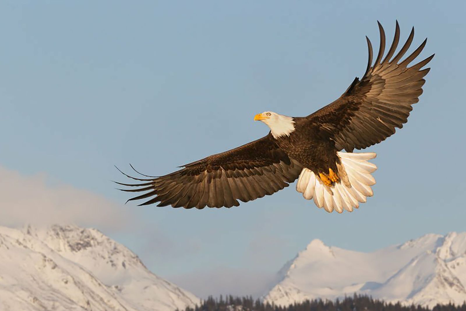 Bald Eagle