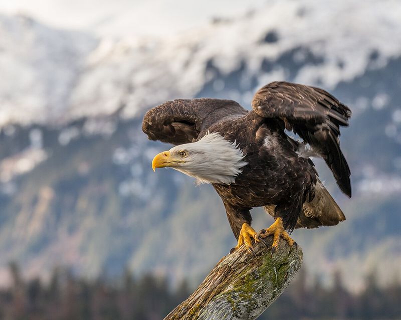 9 Majestic Birds Of Prey That Thrive In Mountainous Terrain