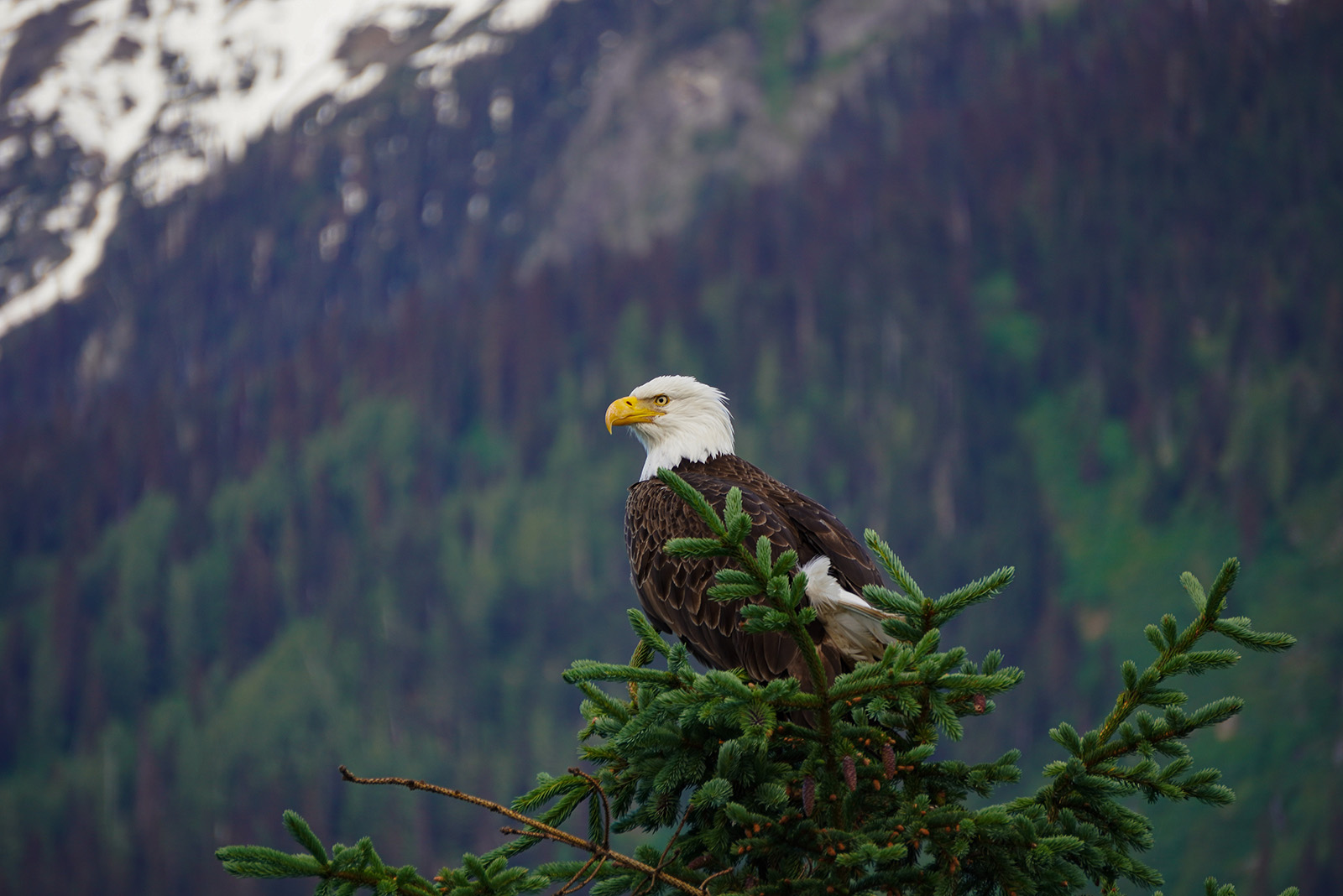 Bald eagle